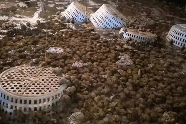 海螺养殖全攻略：环境搭建、水质管理、饲料策略及苗种选择