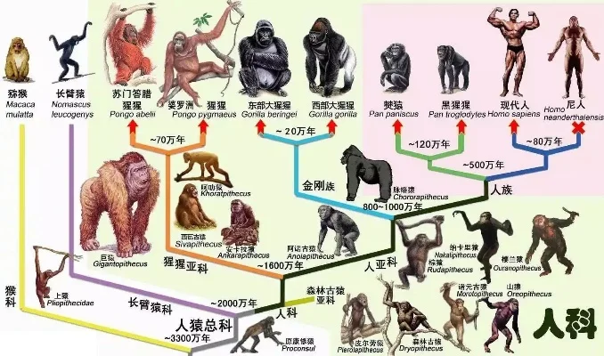 人类十大进化手游排名榜-进化手游排名