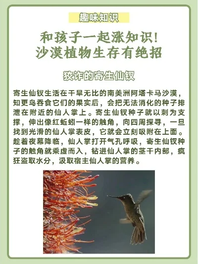 手游排行榜沙生能吃吗-沙漠植物生存智慧
