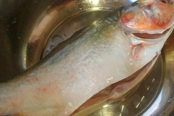 新鲜的光滑大鱼烹饪-新鲜大鱼烹饪技巧