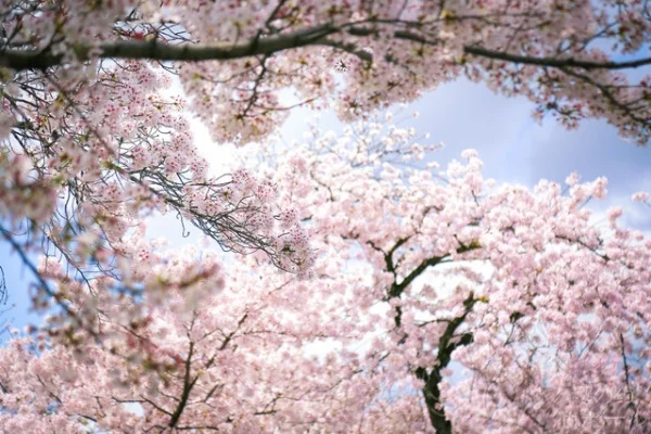 平安京之樱花物语-平安京樱花物语