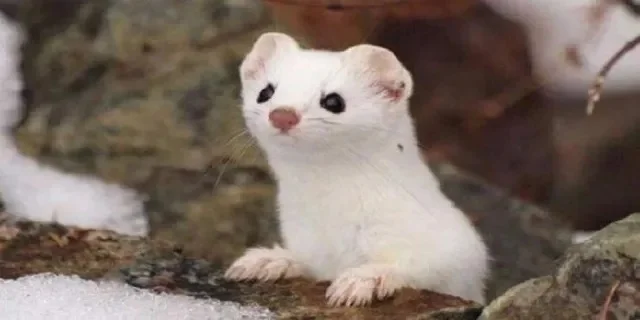 动物朋友王国伶鼬怎么样-伶鼬强度介绍-伶鼬强度解析