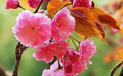 樱花树红色哪里多-红色樱花分布规律