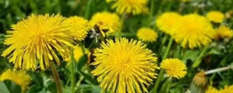 蒲公英和苦菜的区别-蒲公英苦菜辨别法