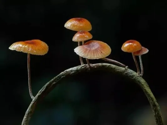 真菌世界攻略秘籍-真菌世界进阶指南