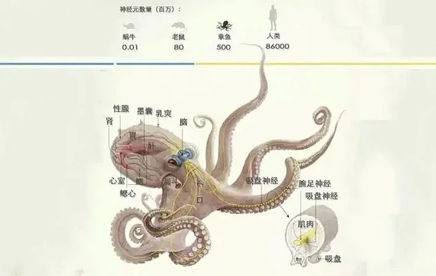海洋冷知识章鱼有几颗心脏-章鱼心脏数量多奥秘