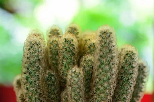 金手指的功效与作用-金手指：提升效率与体验
