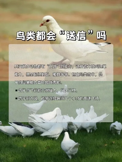 飞鸽传书怎么用-飞鸽传书实用技巧分享