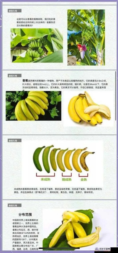 榴莲茄子香蕉的神奇组合,丝瓜黄瓜西红柿的营养密码
